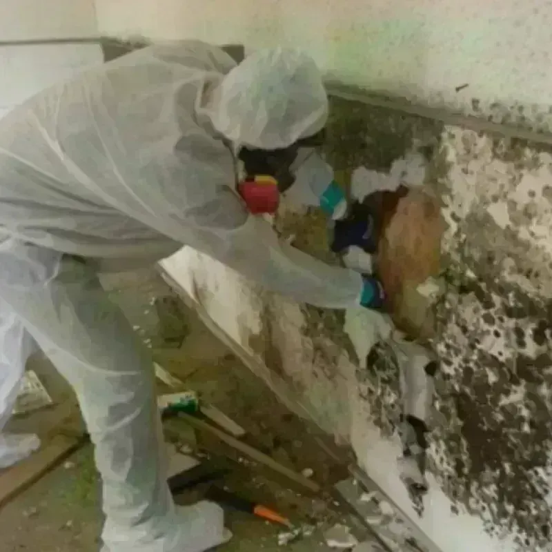 Mold Remediation and Removal in Tice, FL